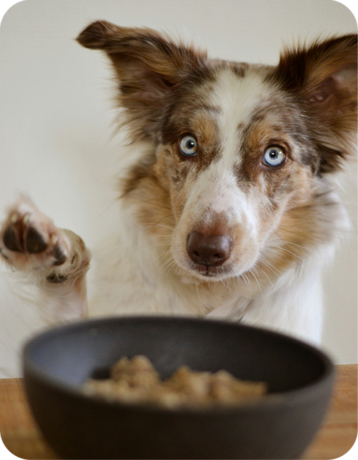 メインディッシュ・おかわりワンコ
