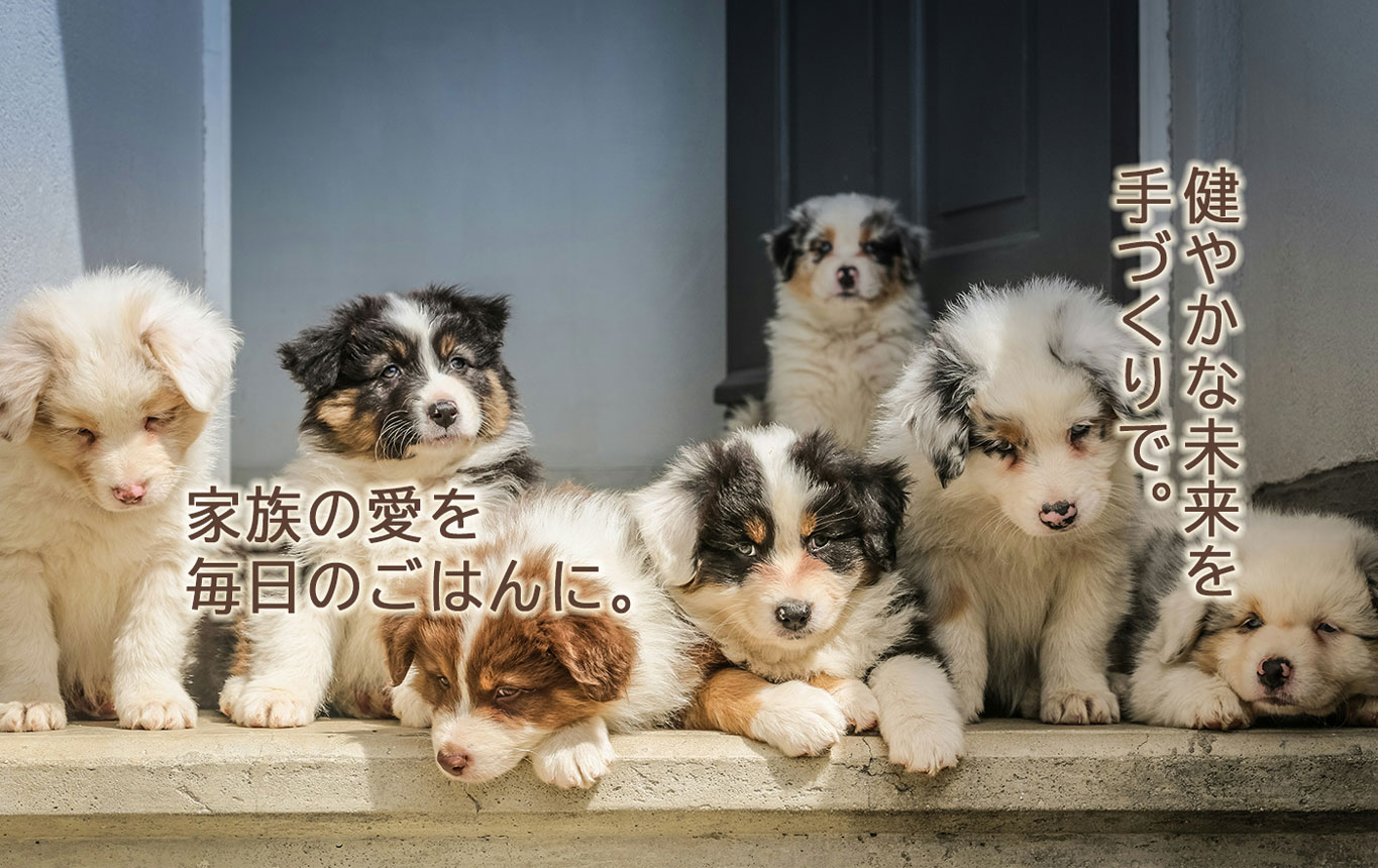 HapPaw Kitchen Main Image